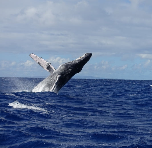 Travel: Humpback Whales of Hawaii